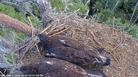 NE Florida Eagles Live Webcam - Apr 5, 2026, 5:41pm EDT