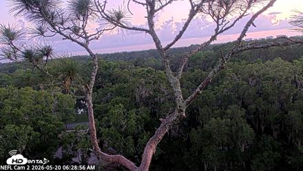 NE Florida Eagles Live Webcam - May 20, 2026, 6:30am EDT