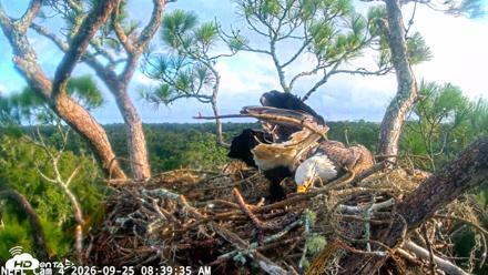 NE Florida Eagles Live Webcam - Sep 25, 2026, 8:40am EDT