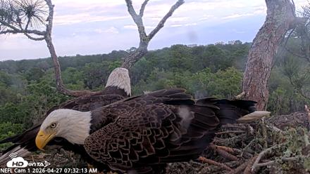 NE Florida Eagles Live Webcam - Apr 27, 2026, 7:33am EDT