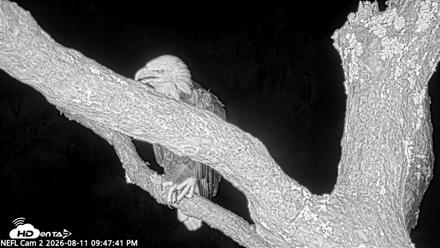 NE Florida Eagles Live Webcam - Aug 11, 2026, 9:48pm EDT