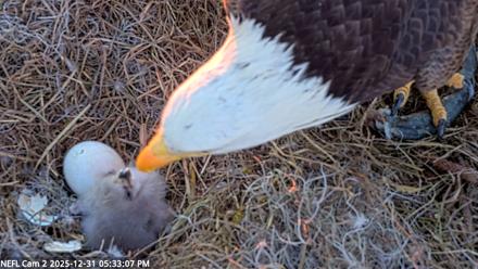 NE Florida Eagles Live Webcam - Dec 31, 2025, 5:33pm EST