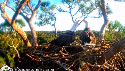 NE Florida Eagles Live Webcam - Sep 27, 2026, 8:11am EDT