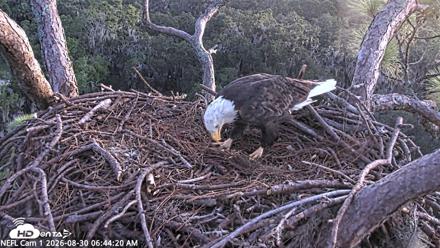 NE Florida Eagles Live Webcam - Aug 30, 2026, 6:45am EDT