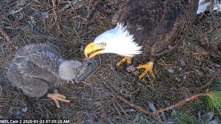 NE Florida Eagles Live Webcam - Jan 23, 2026, 7:10am EST