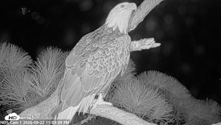 NE Florida Eagles Live Webcam - Sep 22, 2026, 11:04pm EDT