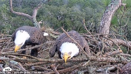 NE Florida Eagles Live Webcam - Sep 25, 2026, 9:12am EDT