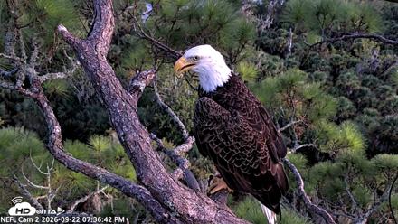 NE Florida Eagles Live Webcam - Sep 22, 2026, 7:37pm EDT
