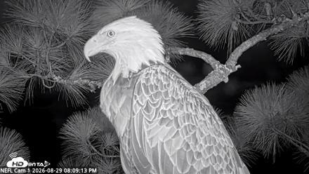 NE Florida Eagles Live Webcam - Aug 29, 2026, 8:10pm EDT