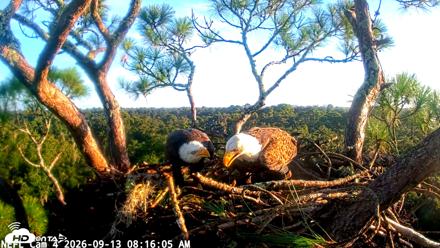 NE Florida Eagles Live Webcam - Sep 13, 2026, 8:17am EDT