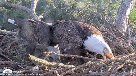 NE Florida Eagles Live Webcam - Sep 27, 2026, 8:05am EDT