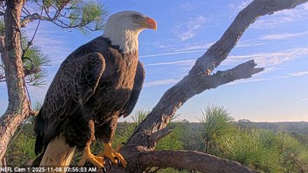 NE Florida Eagles Live Webcam - Nov 8, 2025, 7:57am EST