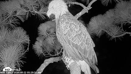 NE Florida Eagles Live Webcam - Aug 22, 2026, 5:30am EDT