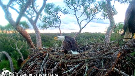 NE Florida Eagles Live Webcam - Oct 1, 2026, 7:32am EDT