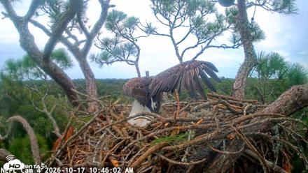 NE Florida Eagles Live Webcam - Oct 17, 2026, 10:46am EDT