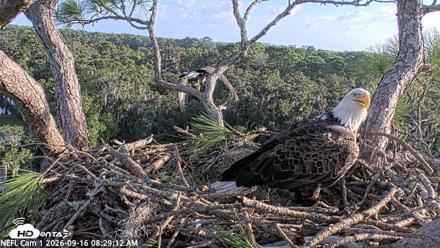NE Florida Eagles Live Webcam - Sep 16, 2026, 8:30am EDT