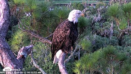 NE Florida Eagles Live Webcam - Aug 12, 2026, 6:34am EDT