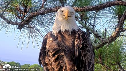 NE Florida Eagles Live Webcam - Sep 4, 2026, 8:12am EDT