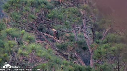 NE Florida Eagles Live Webcam - May 17, 2026, 6:31am EDT