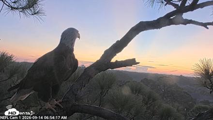NE Florida Eagles Live Webcam - Sep 14, 2026, 6:55am EDT