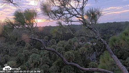 NE Florida Eagles Live Webcam - Sep 20, 2026, 7:21pm EDT