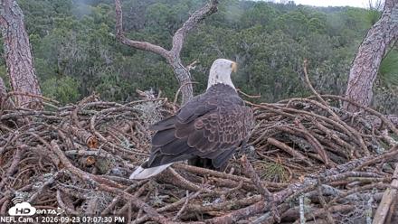 NE Florida Eagles Live Webcam - Sep 23, 2026, 7:08pm EDT