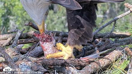 NE Florida Eagles Live Webcam - Sep 13, 2026, 2:12pm EDT