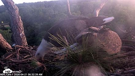 NE Florida Eagles Live Webcam - Apr 21, 2026, 6:33am EDT