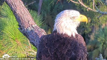 NE Florida Eagles Live Webcam - Aug 11, 2026, 7:44am EDT