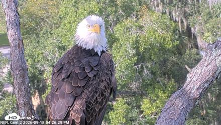 NE Florida Eagles Live Webcam - Sep 18, 2026, 4:27pm EDT