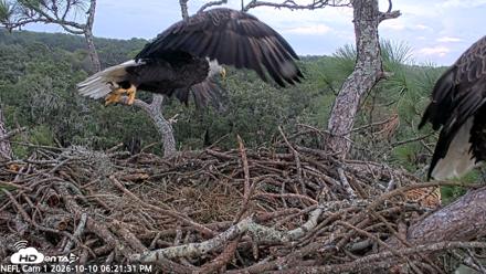 NE Florida Eagles Live Webcam - Oct 10, 2026, 6:22pm EDT