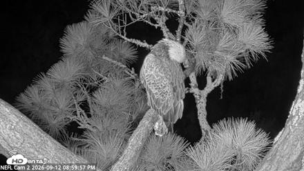NE Florida Eagles Live Webcam - Sep 12, 2026, 9:01pm EDT