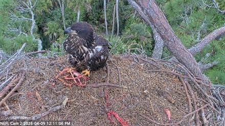 NE Florida Eagles Live Webcam - Apr 9, 2026, 12:11pm EDT