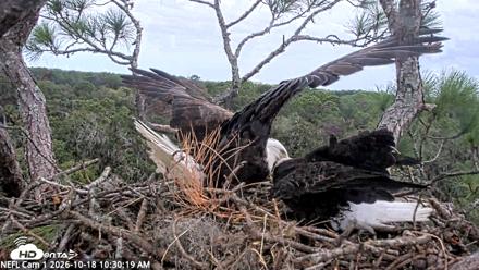 NE Florida Eagles Live Webcam - Oct 18, 2026, 10:31am EDT