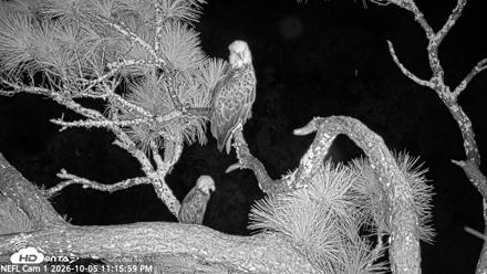 NE Florida Eagles Live Webcam - Oct 5, 2026, 11:16pm EDT