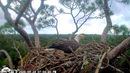 NE Florida Eagles Live Webcam - Sep 23, 2026, 7:05pm EDT