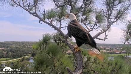 NE Florida Eagles Live Webcam - Oct 9, 2026, 2:35pm EDT
