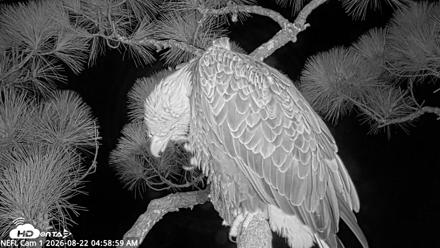 NE Florida Eagles Live Webcam - Aug 22, 2026, 4:59am EDT