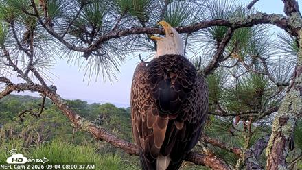 NE Florida Eagles Live Webcam - Sep 4, 2026, 8:01am EDT