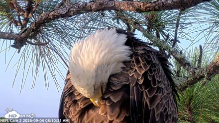 NE Florida Eagles Live Webcam - Sep 4, 2026, 8:11am EDT