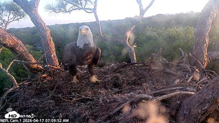 NE Florida Eagles Live Webcam - Apr 17, 2026, 7:10am EDT