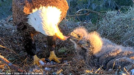 NE Florida Eagles Live Webcam - Jan 19, 2026, 7:40am EST
