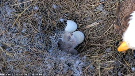 NE Florida Eagles Live Webcam - Dec 31, 2025, 7:20am EST