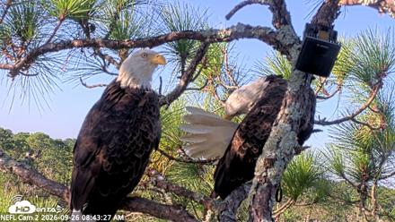 NE Florida Eagles Live Webcam - Sep 26, 2026, 8:44am EDT