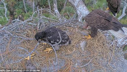 NE Florida Eagles Live Webcam - Feb 11, 2026, 1:37pm EST