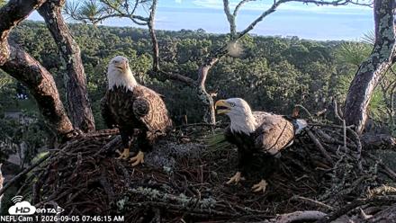 NE Florida Eagles Live Webcam - Sep 5, 2026, 7:47am EDT