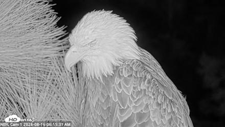 NE Florida Eagles Live Webcam - Aug 16, 2026, 6:16am EDT