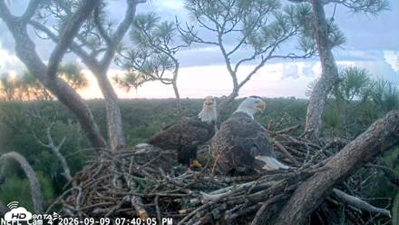 NE Florida Eagles Live Webcam - Sep 9, 2026, 7:40pm EDT