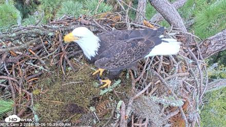 NE Florida Eagles Live Webcam - Oct 6, 2026, 10:39am EDT