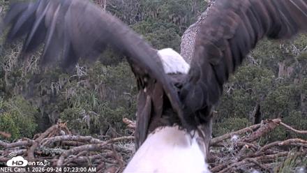 NE Florida Eagles Live Webcam - Sep 24, 2026, 7:23am EDT